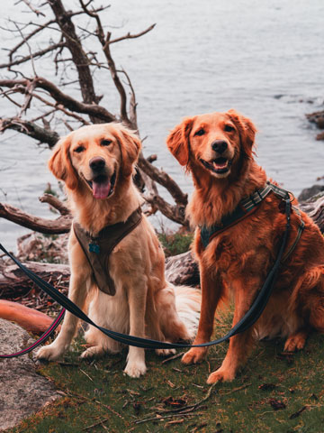 Golden Retriever Housesitting Erfahrungen