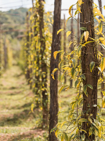 Pfefferplantage in Kampot in Kambodscha