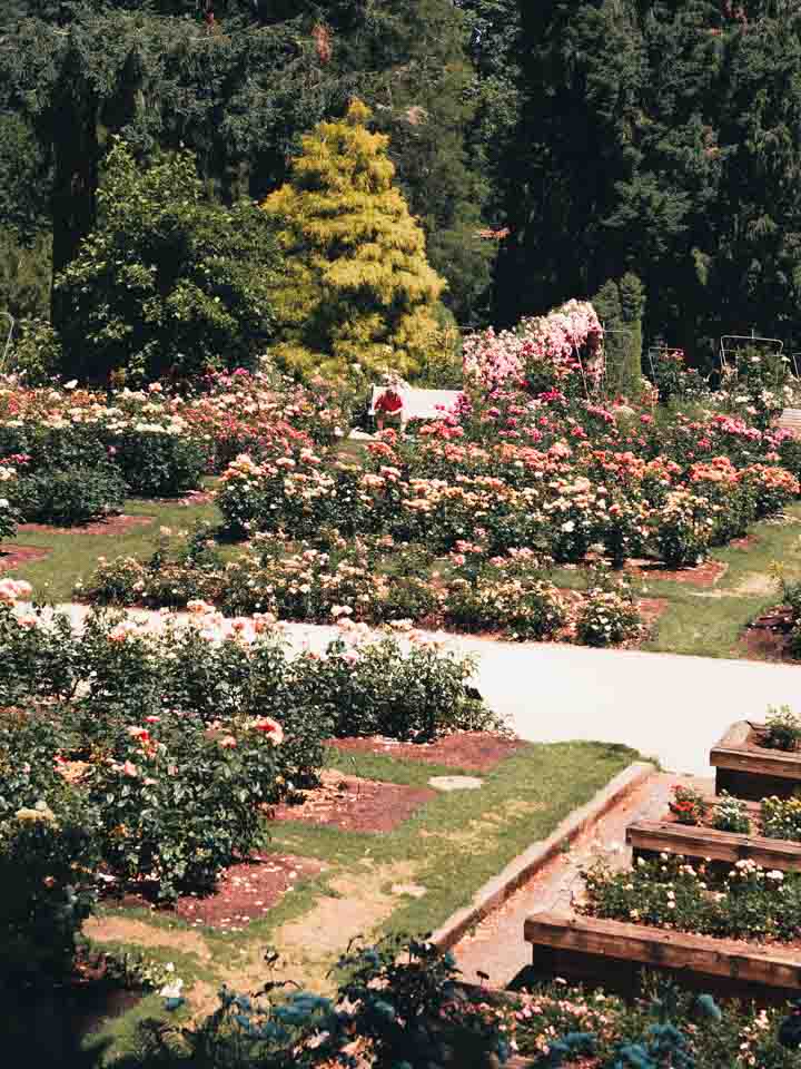 Rosengarten im Washington Park in Portland