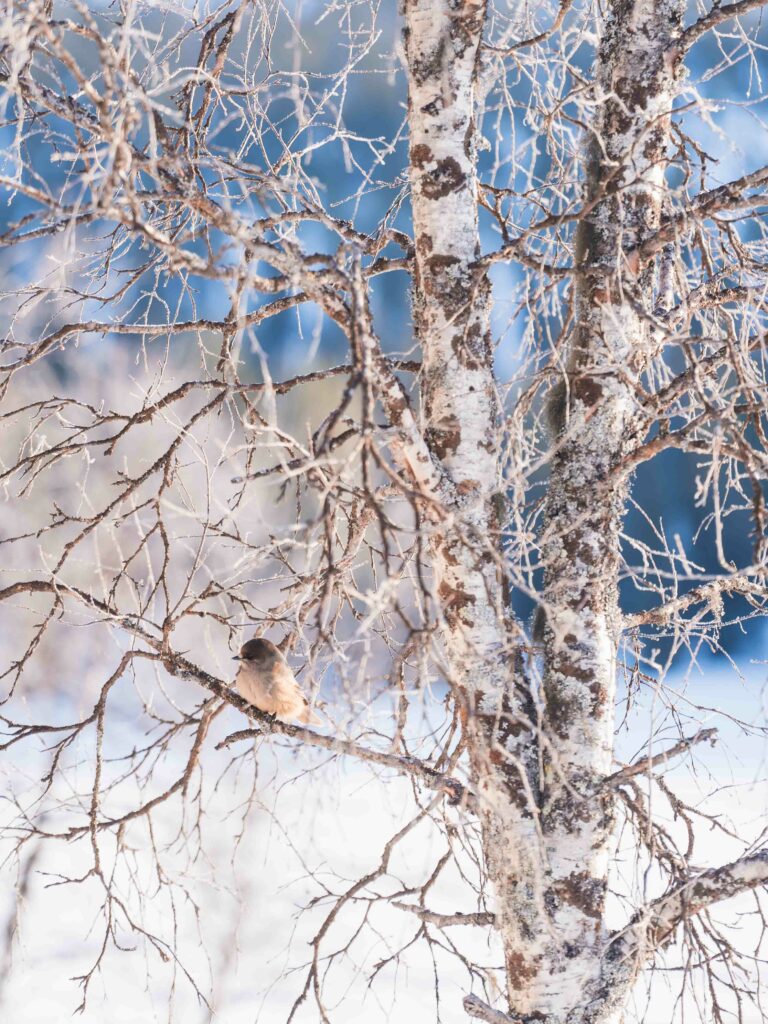 Freche Vögel bei der Husky Tour mit Harriniva in einer schneebedeckten Birke, Kuukeli - Unglückshäher