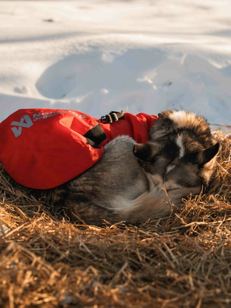 Husky Tour schlafender Hund