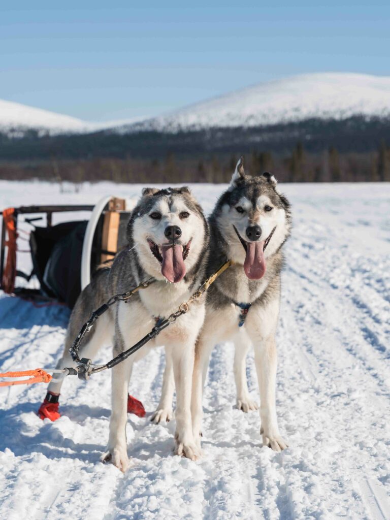 Husky Tour in Finnisch Lappland mit freundlichen Hunden