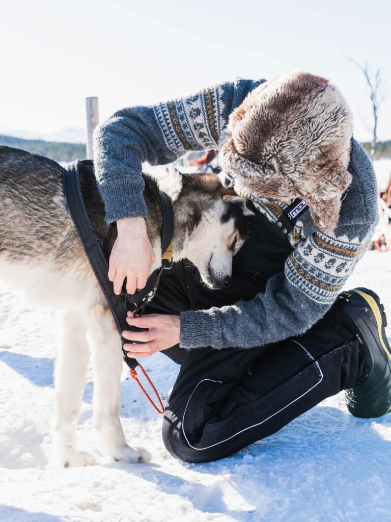 Husky Tour Vorbereitung für die Tour mit den Schlittenhunden