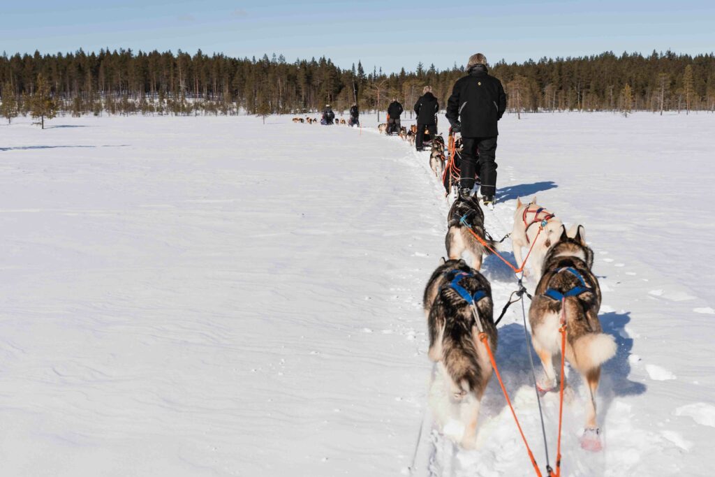 Husky Tour mit eigenen Schlitten