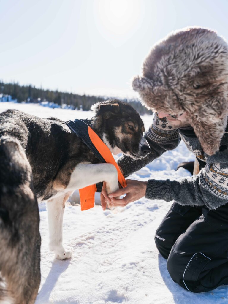 Husky Tour kümmern um die Hunde und vorbereiten für die Tour