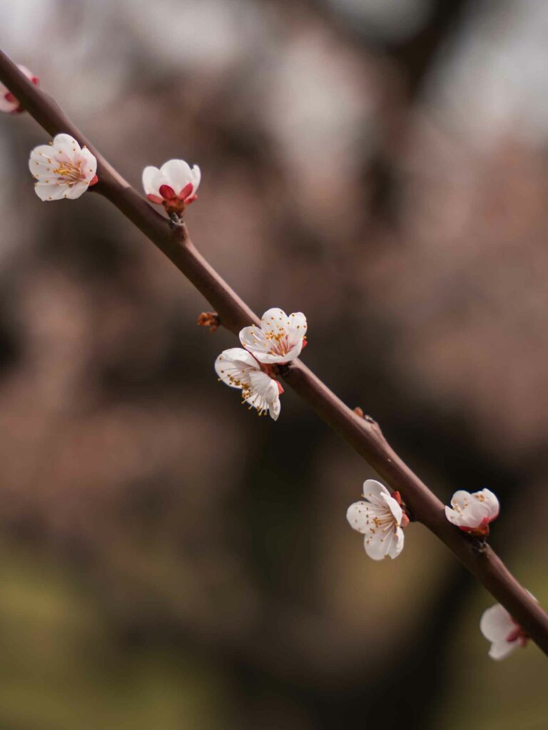 Blüten der Pflaume in Japan