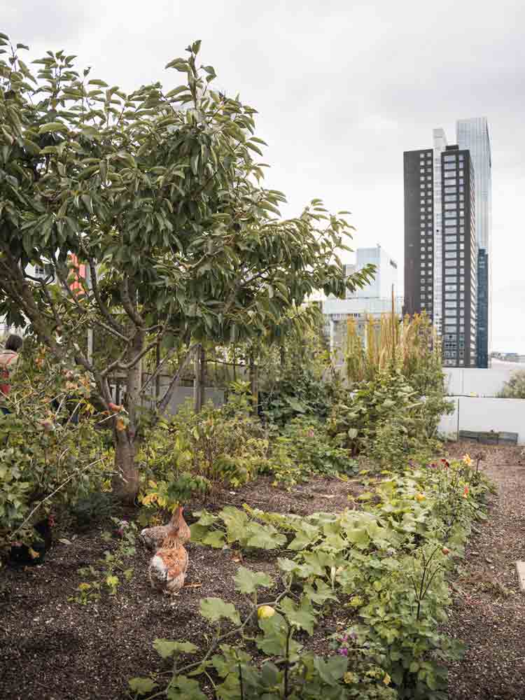 Garten auf einem Dach in Rotterdam